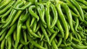 Green chilli price hits Tk 600 a kg