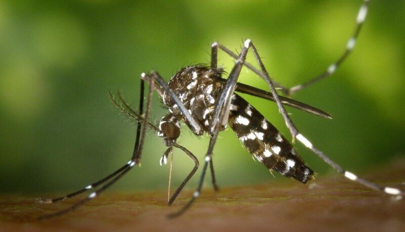 Virologists stress vaccination against dengue