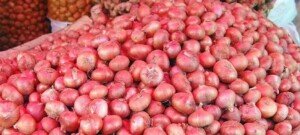 Govt to give incentive to increase summer onion production