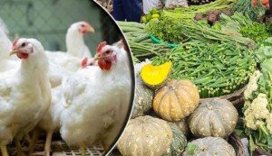 Chicken prices costlier, vegetables remain unchanged