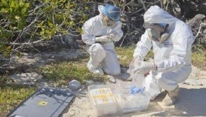 Avian flu hits bird paradise of Galapagos Islands