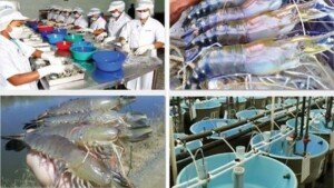 EU delegate to visit shrimp factories by December in Bangladesh
