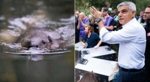 London mayor Sadiq Khan helps beavers return to west London for first time in 400 years