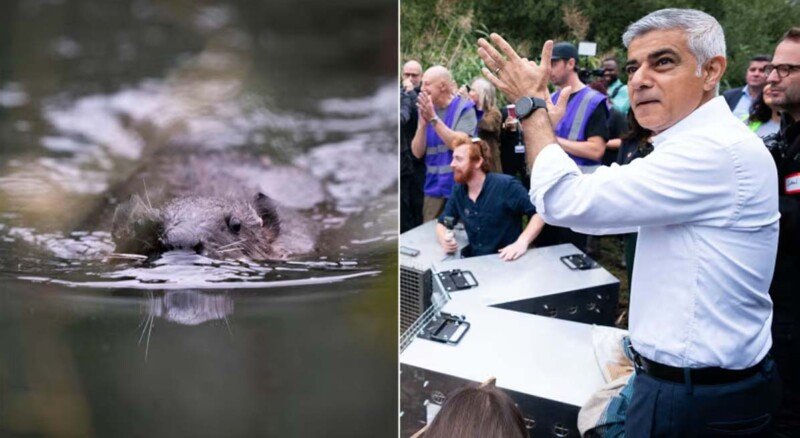 London mayor Sadiq Khan helps beavers return to west London for first time in 400 years