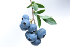 Blueberries: The antioxidant powerhouse for brain health