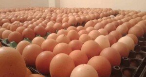 1st shipment of eggs arrives at costing Tk 7.23 per piece