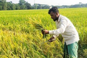 Early harvest of short-duration paddy varieties begins in Sylhet