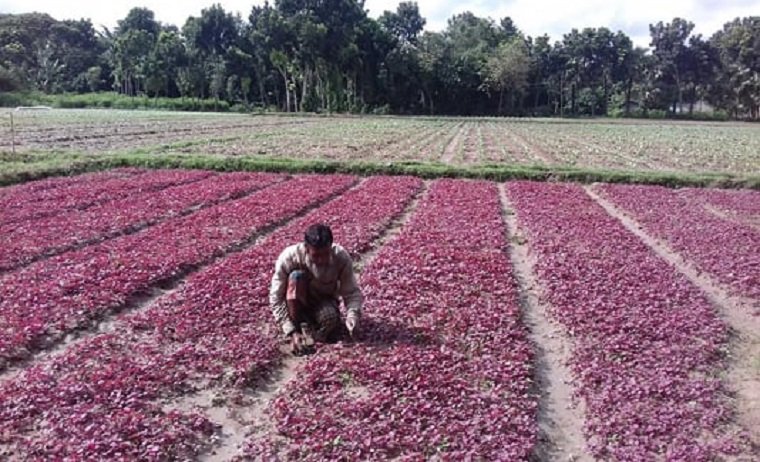 12.96-lakh tonnes winter vegetables yield likely in Rajshahi division