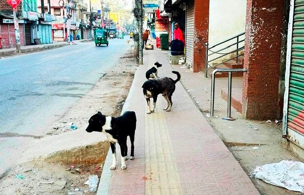 16 injured from dog bites in Sreemangal