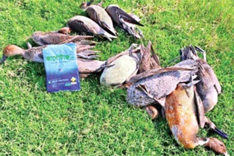 Bird poachers on the prowl in Sylhet, flouting govt ban