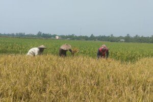 Early harvest of Boro starts in Habiganj