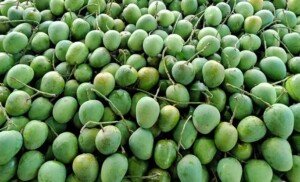 Mango starts appearing in Rajshahi markets amid festivity
