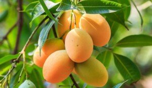 Mango harvest in Natore begins on Saturday