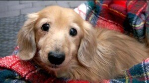 Vets market under investigation into bills