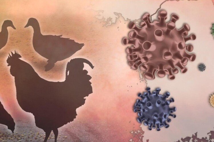 Australia reports first human case of H5N1 bird flu