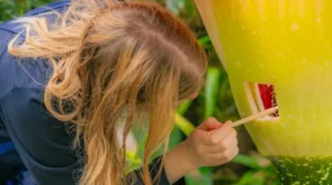 Kew’s foul-smelling ‘corpse flower’ blooms again
