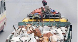 Five cops suspended for extortion on cattle-laden trucks