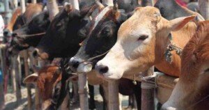 Sales of sacrificial animals begin tomorrow at 22 cattle markets in capital