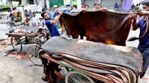 Cow rawhide price fixed at Tk 55-60 per sqft in Dhaka