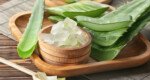 Aloe Vera: Why it’s a miracle plant in the world of Ayurveda