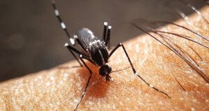 Two dengue patients die, 98 hospitalized