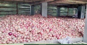 Onion prices jumps to Tk 110-120 per kg