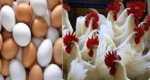 Govt fixes egg, chicken prices