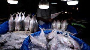 46kgs of ilish seized by BGB while being smuggled to India