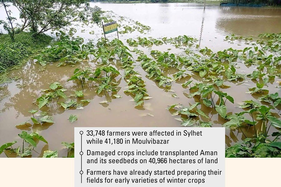 Floods damage crops worth Tk 480m in Sylhet division