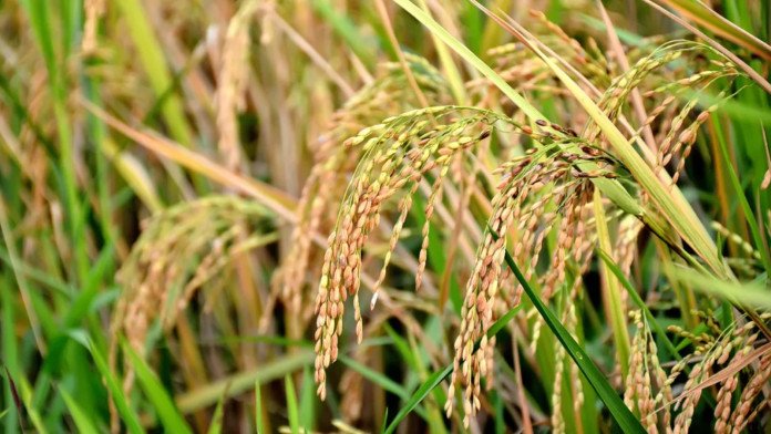 Sunamganj farmers bemoan as hybrid paddies drive away local varieties