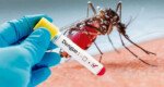 Ten more die of dengue