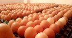 Egg to be sold at affordable price in Dhaka from Sunday