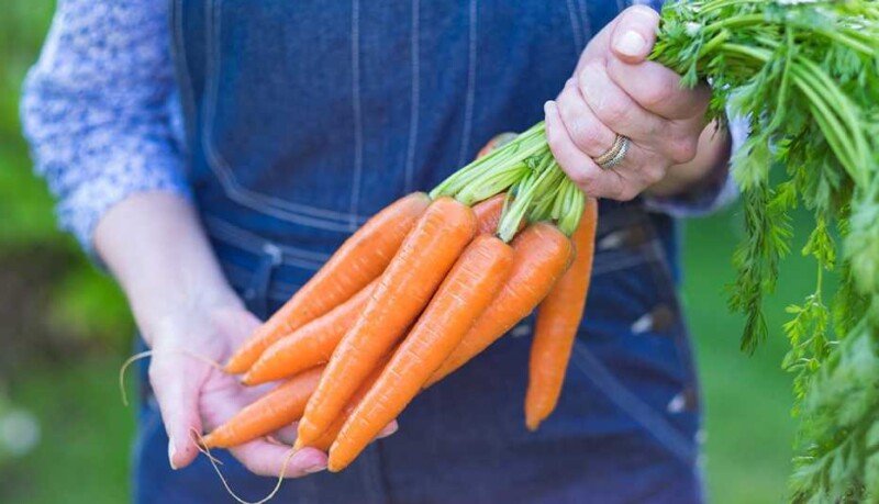 Eating carrots can be a simple way to get a boost of beneficial nutrients: Study