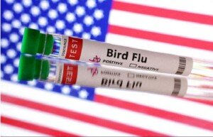 California declares emergency over bird flu scare
