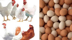 BPA to sell eggs, poultry at fair prices from Jan 12