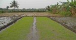 Boro farming going on in full swing in Sylhet