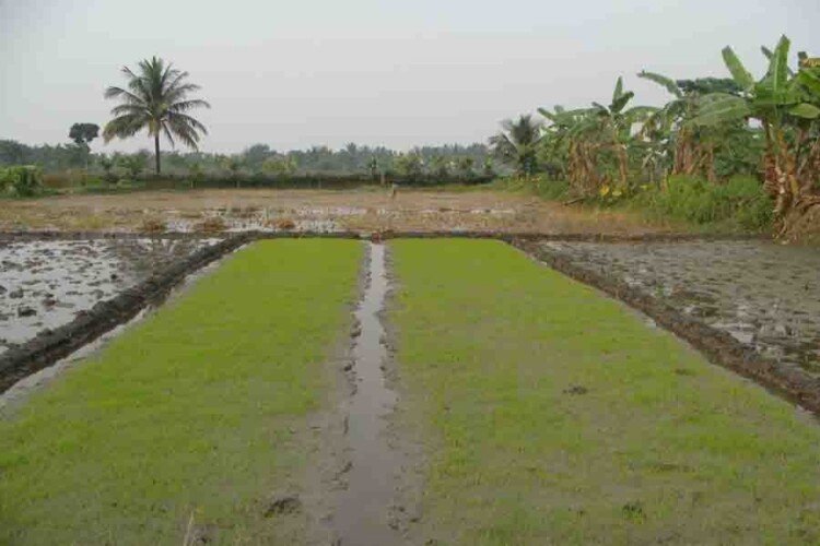 Boro farming going on in full swing in Sylhet