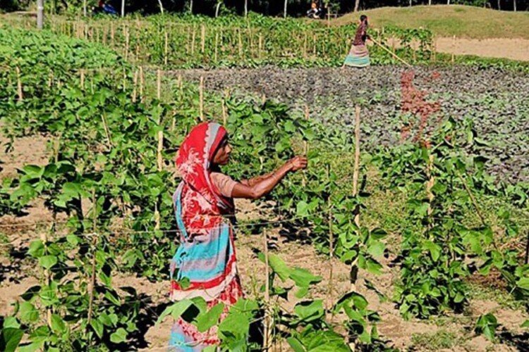 Winter vegetable farming on the rise in Sylhet