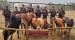 Seven smuggled cows seized in Sunamganj