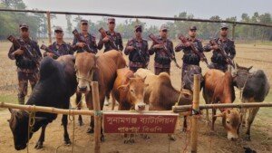 Seven smuggled cows seized in Sunamganj