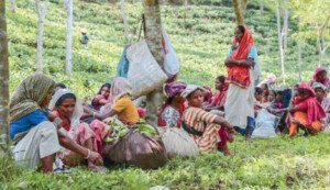 Eid brings no joy for Burjan Tea Garden workers in Sylhet