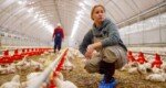 US reports first outbreak of deadly H7N9 bird flu since 2017