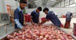 India withdraws 20pc onion export duty