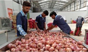 India withdraws 20pc onion export duty