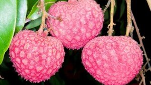 Dinajpur’s Bedana litchi gets GI recognition
