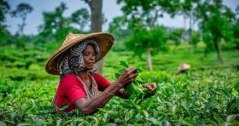 Sylhet tea workers to return work Friday