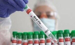Bird flu outbreaks in mammals double, raising human risk: report