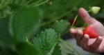 Britain’s sunny spring brings a bumper strawberry crop