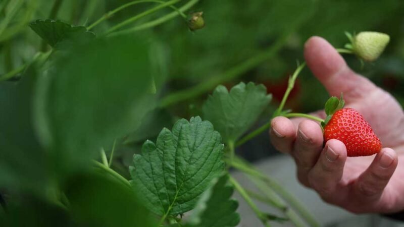 Britain’s sunny spring brings a bumper strawberry crop