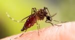 3 more die of dengue, 428 new cases recorded in 24hrs